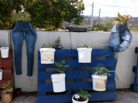 Batatas, beringelas, morangueiros, coentros, cebolinho e flores